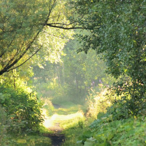Hogshaw Nature Reserve Needs You!