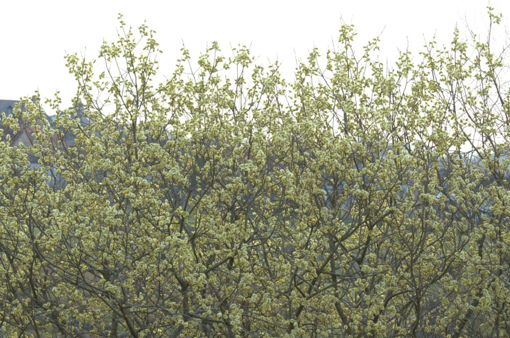 Willow Tree at Hogshaw by Mark Cocker