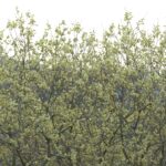 Willow Tree at Hogshaw by Mark Cocker