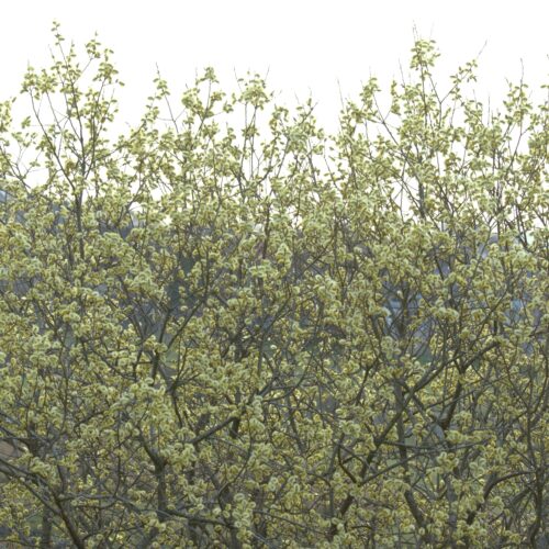January: The Willow Tree