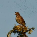The song thrush perched on a tree singing
