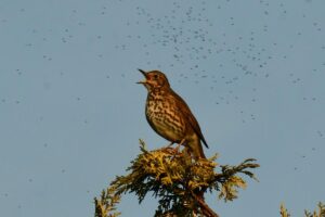 The song thrush perched on a tree singing