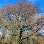 Alder
