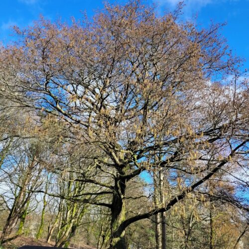 March: The Alder Tree – The Gatekeeper of Hogshaw