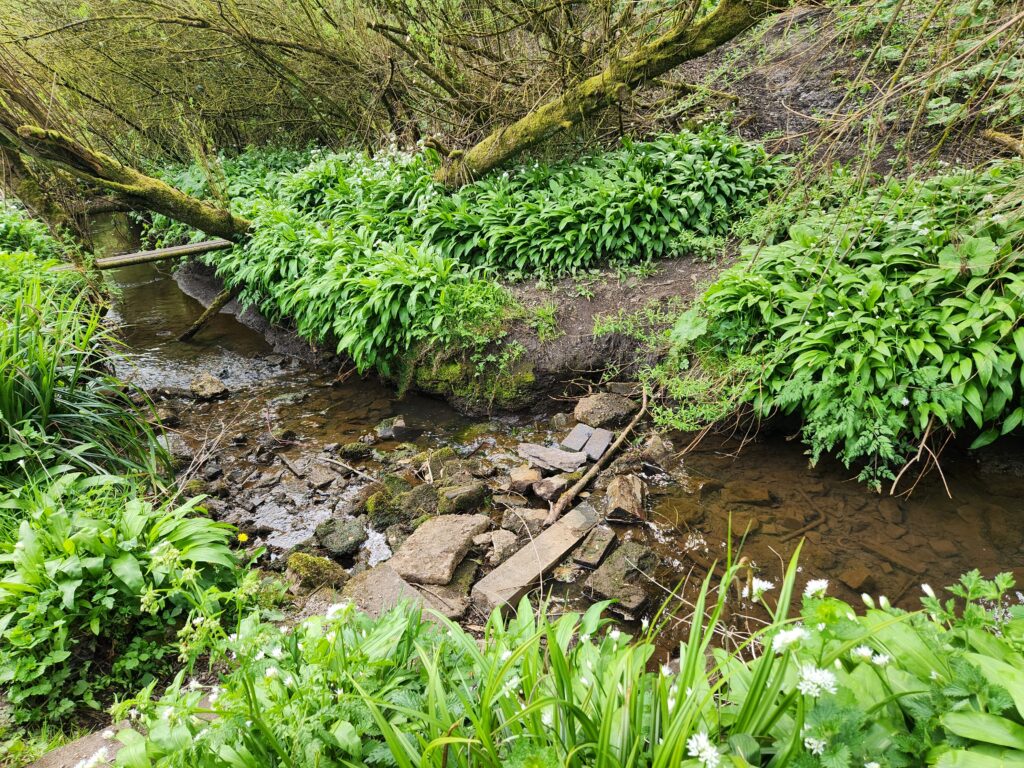 Wild garlic growing on the banks of Nunsbrook