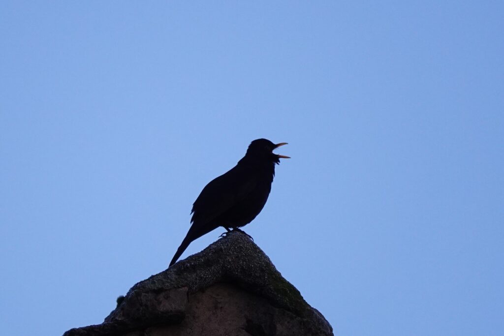 A blackbird singing