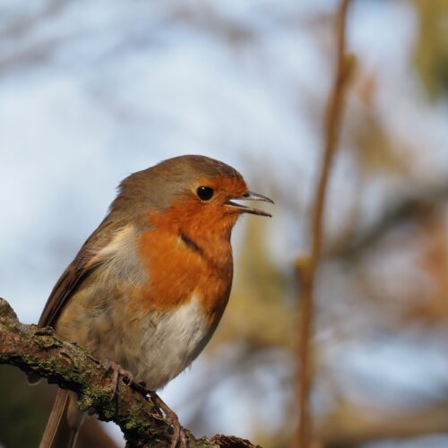 May: Dawn Chorus Walks