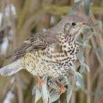 A mistle thrush